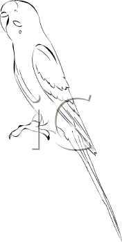 Bird Clipart