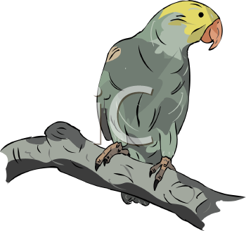Bird Clipart