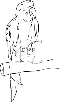 Bird Clipart