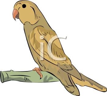 Bird Clipart