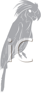 Bird Clipart