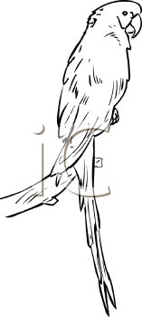 Bird Clipart