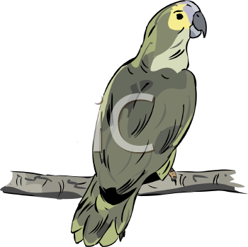 Bird Clipart