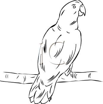 Bird Clipart