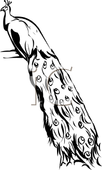 Bird Clipart