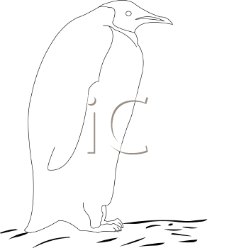 Bird Clipart