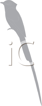 Bird Clipart