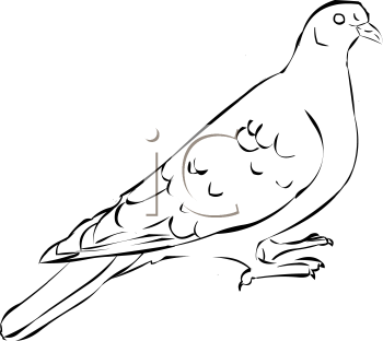 Bird Clipart