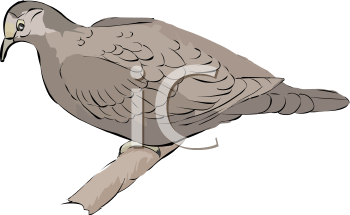 Bird Clipart
