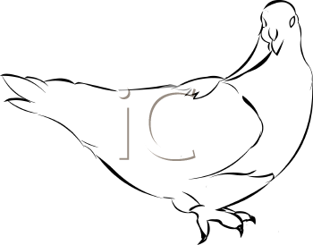 Bird Clipart