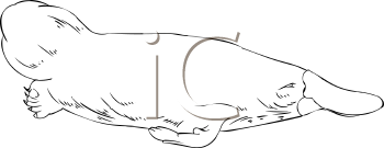 Aquatic Animals Clipart