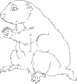 Pet Clipart