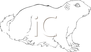 Pet Clipart