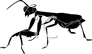 Insect Clipart