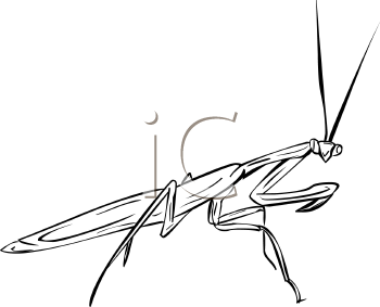 Insect Clipart