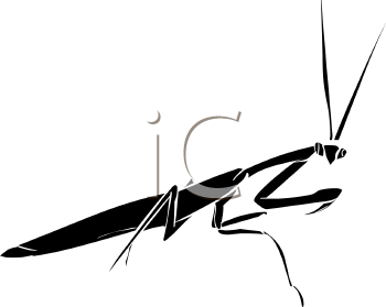 Insect Clipart