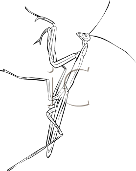 Insect Clipart