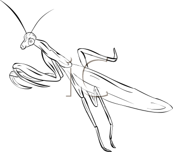 Insect Clipart