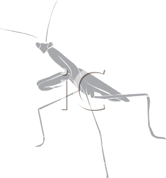 Insect Clipart