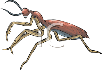 Insect Clipart