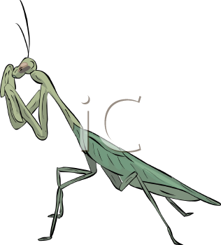 Insect Clipart