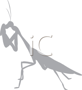 Insect Clipart