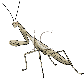 Insect Clipart