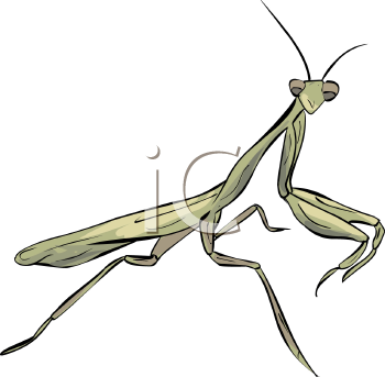 Insect Clipart