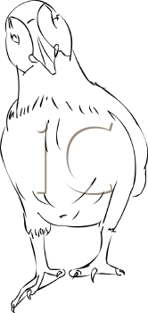 Bird Clipart