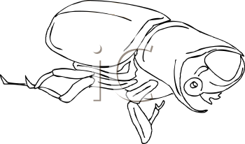 Beetle Clipart