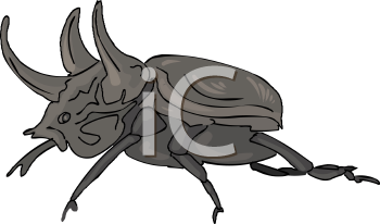 Beetle Clipart