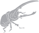 Beetle Clipart