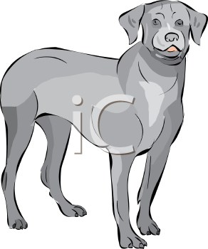 Pet Clipart