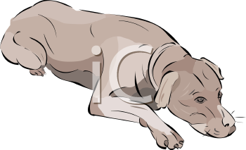 Pet Clipart