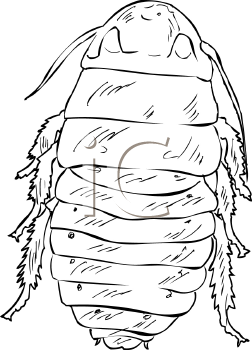Insect Clipart