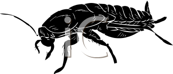 Insect Clipart