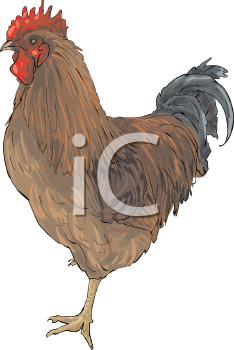 Bird Clipart