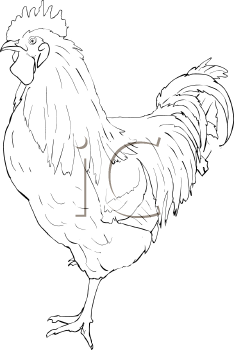 Bird Clipart