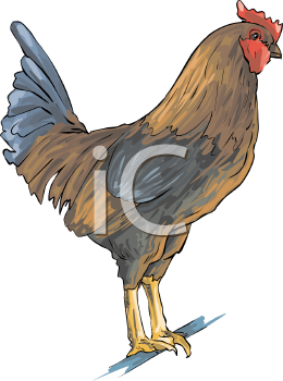 Bird Clipart