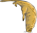 Mammal Clipart