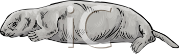 Aquatic Animals Clipart