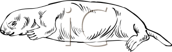 Aquatic Animals Clipart