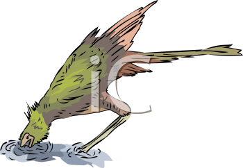 Bird Clipart
