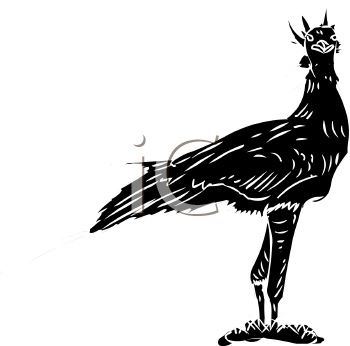 Bird Clipart