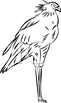 Bird Clipart