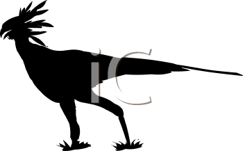 Bird Clipart
