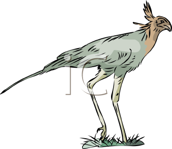 Bird Clipart
