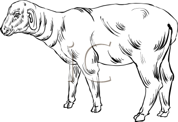 Farm Animal Clipart