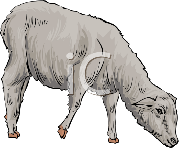 Farm Animal Clipart