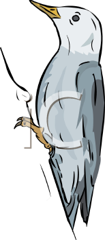 Bird Clipart